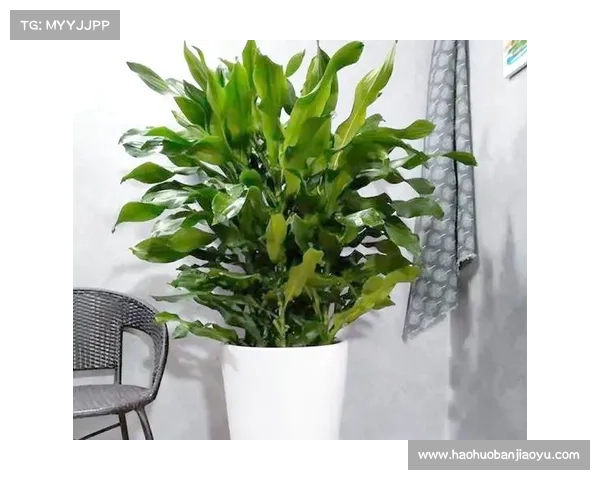 卷帘绿魔植物养护全攻略 提升生长环境与健康管理的技巧与注意事项